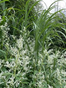 Triarrhena lutarioriparia tussen Persicaria polymorpha