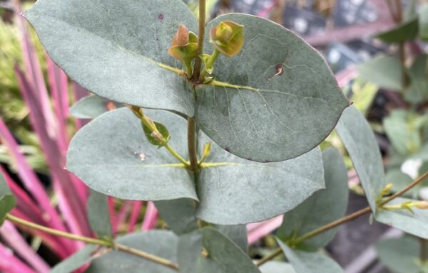 Eucalyptus stellulata