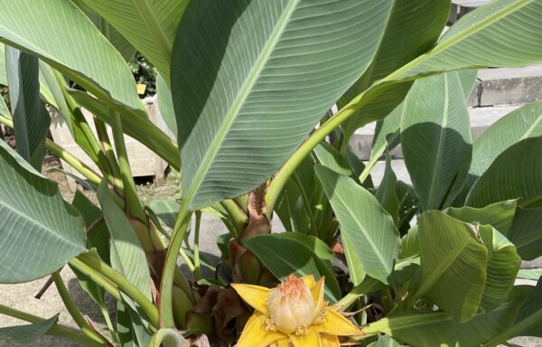 Musella lasiocarpa – Gouden lotus banaan