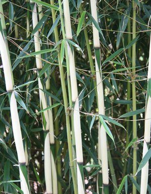 Fargesia robusta `Campbell` – goede niet woekerende haagbamboe