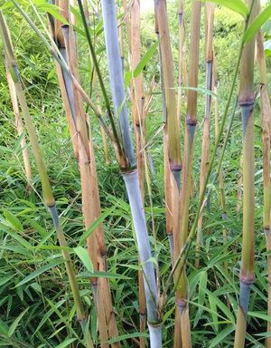 Bamboe niet woekerend