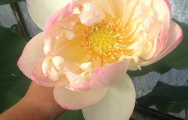 Nelumbo `Perry`s Superstar`