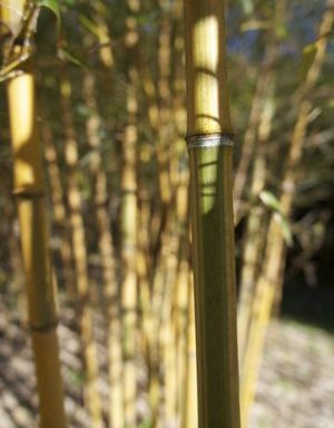Phyllostachys praecox ‘Viridisulcata Hangzhou’