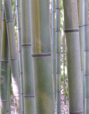 Phyllostachys viridis ‘Houzeau’