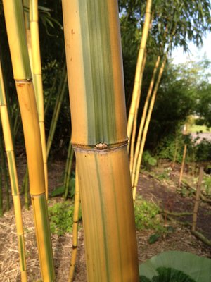 in plaats daarvan vraag naar Op het randje Bamboe de beste soorten – Bandus.nl