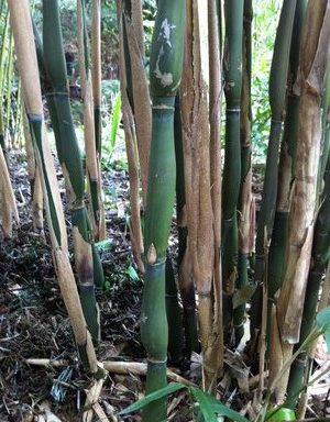 Pseudosasa japonica ‘Tsutsumiana’