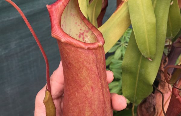 Nepenthes X ‘Linda’ – Tropische bekerplant