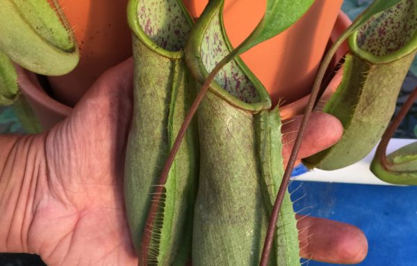 Nepenthes X ‘Louise’ – Tropische bekerplant