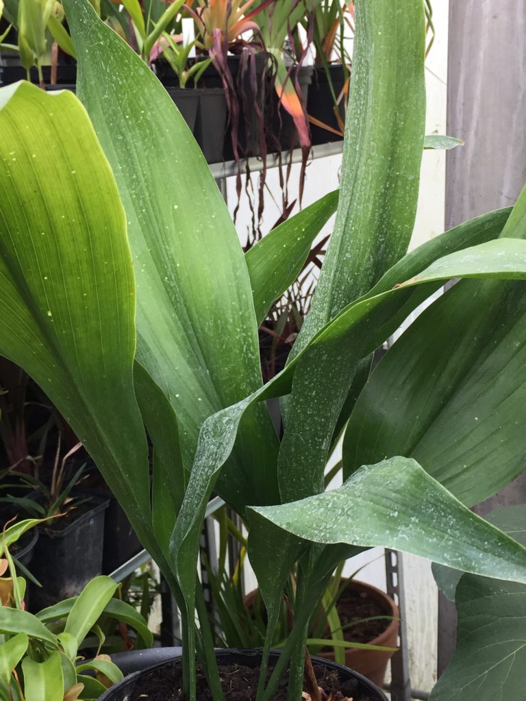Aspidistra elatior 'Hoshi Zora' - Bandus.nl