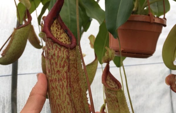 Nepenthes X ‘Miranda’ – Tropische bekerplant