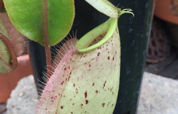 Nepenthes X (rafflesiana x ventricosa) – Tropische bekerplant