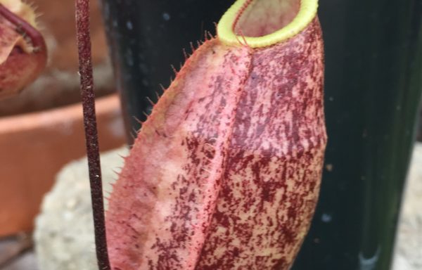 Nepenthes X ‘Suki’ – Tropische bekerplant