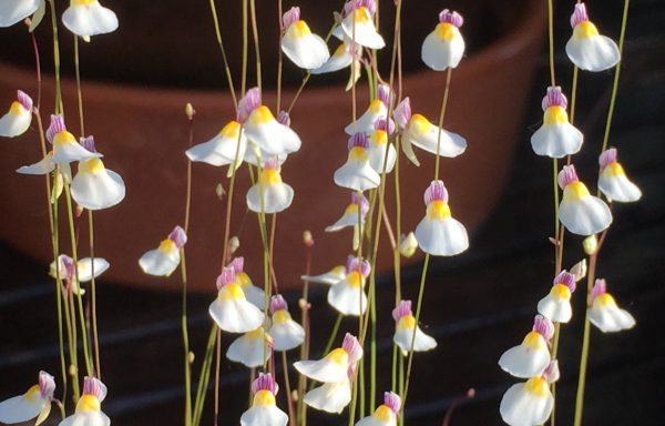 Utricularia parthenopipes – Blaasjeskruid