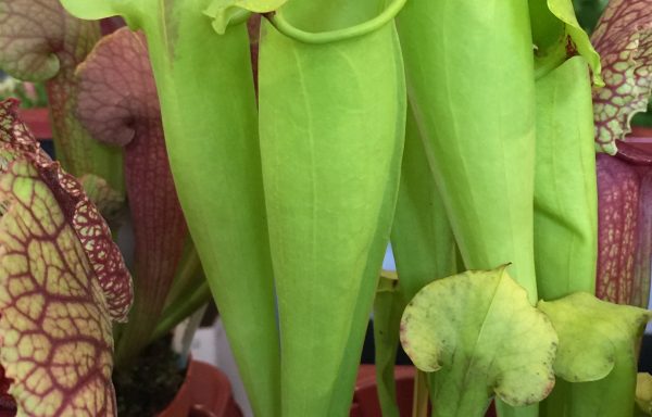 Sarracenia ‘Red Neck Giant’