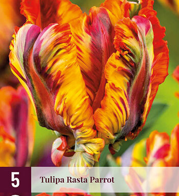 Najaarsbloembollen – Tulpen, Narcissen, Allium enz.