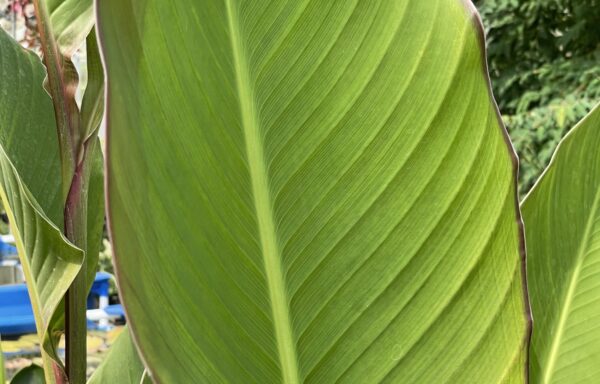 Canna musafolia Peruviana – Banaanbladerig Indisch Bloemriet