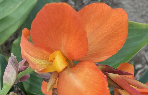 Canna grootbloemig Oranje – Indisch Bloemriet