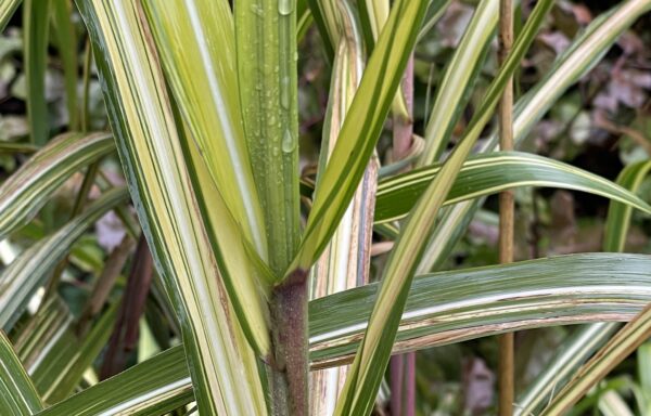 Miscanthus sacchariflorus ‘Gotemba Gold’