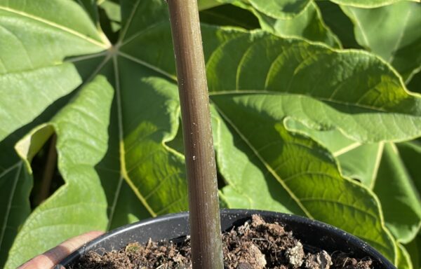 Amorphophallus konjac ‘Nightstick’ – Zwarte penisplant