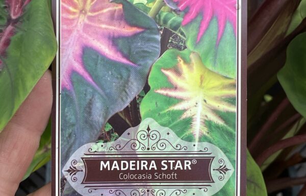 Colocasia x ‘Madeira Star’ – Olifantsoor