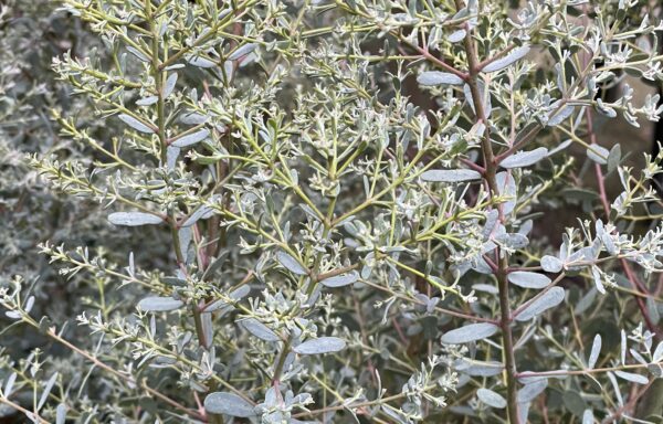 Eucalyptus gunnii ‘France Bleu’®