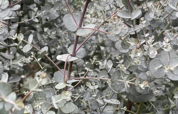 Eucalyptus gunnii ‘Azura’®