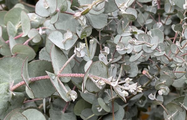 Eucalyptus cordata