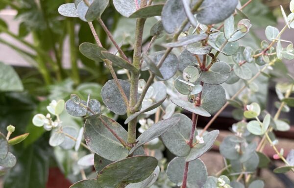 Eucalyptus gunnii ‘Blue Ice’
