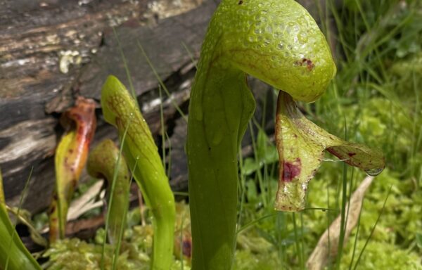 Darlingtonia californica – Cobra-Lelie