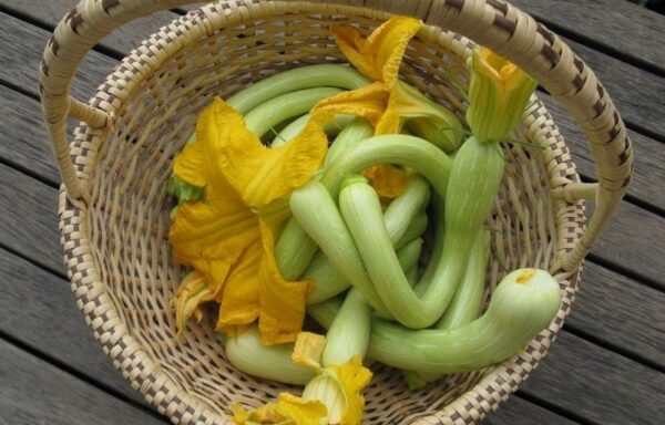 Courgetteplanten