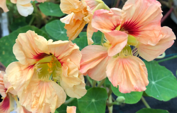 Eetbare bloemen planten