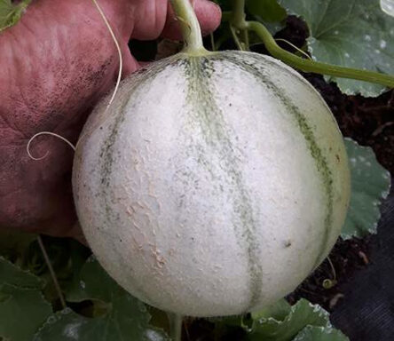 Meloenplanten