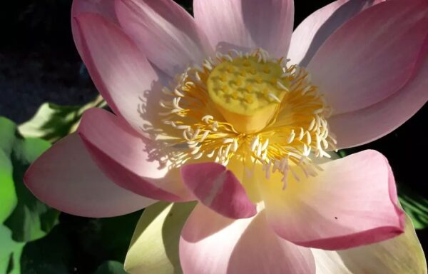 Nelumbo nucifera ‘Space lotus 36’