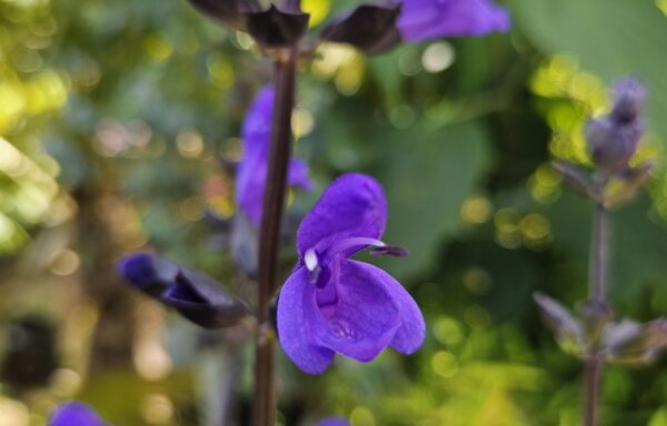 Salvia ‘Lake Blueberry’ – Salvia