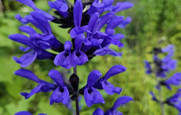 Salvia guaranitica ‘Black and Bloom’ – Salvia