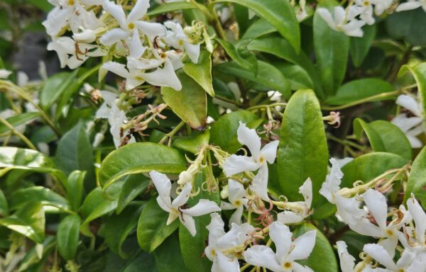 Trachelospermum jasminoides – Toscaanse Jasmijn