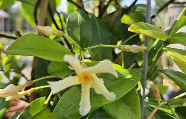 Trachelospermum jasminoides ‘Star of Toscane’ – Gele Toscaanse Jasmijn