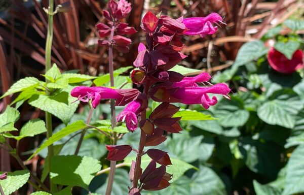 Salvia ‘Strawberry Lake’ – Salvia