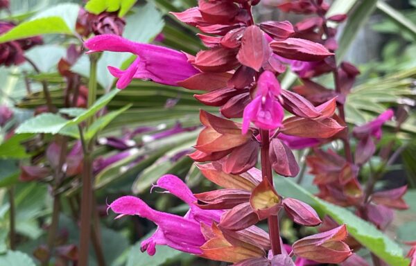 Salvia's