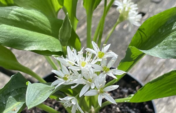 Allium ursinum – Daslook