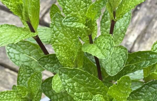 Mentha spicata ‘Mojito’ – Mojito munt