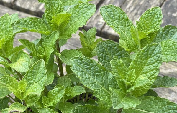 Mentha spicata ‘Maroccan’ – Marokaanse munt
