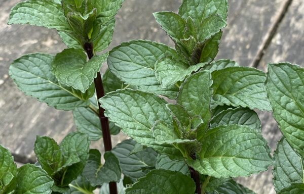 Mentha x piperita – Pepermunt