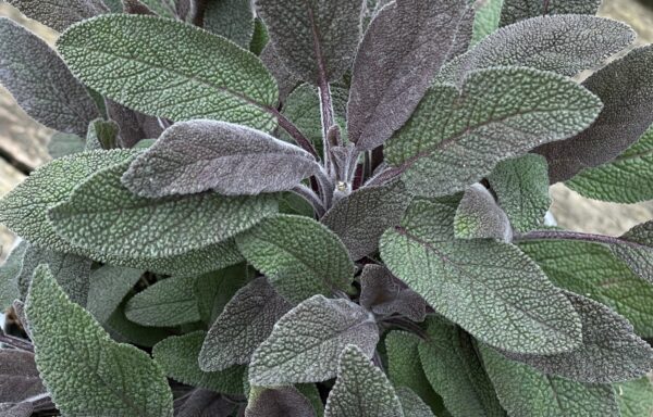 Salvia officinalis ‘Purpureum’ – Rode Keukensalie