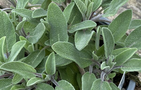 Salvia officinalis – Keukensalie