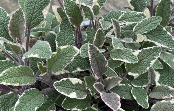 Salvia officinalis ‘Tricolor’ – Bontgekleurde keukensalie