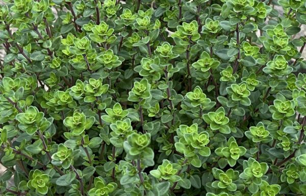 Thymus citriodorus – Citroenthijm