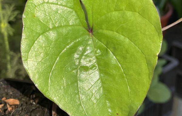 Dioscorea opposita – Chinese Yam
