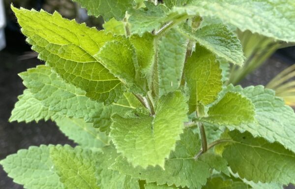 Stachys affinis – Crosne of Japanse Andoorn