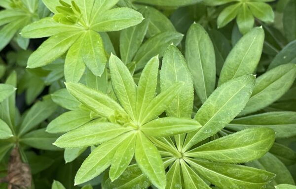 Galium odoratum – Lievevrouwebedstro